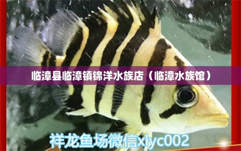 臨漳縣臨漳鎮(zhèn)錦洋水族店（臨漳水族館）