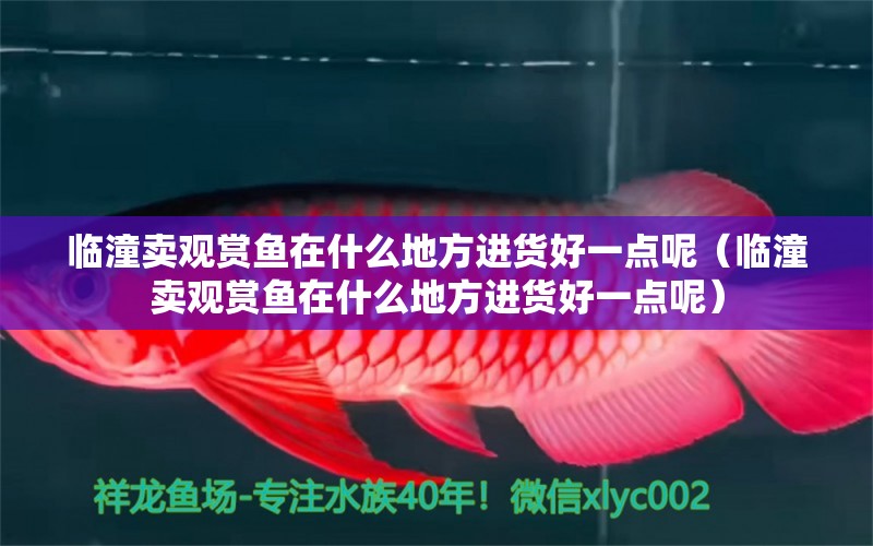 臨潼賣(mài)觀賞魚(yú)在什么地方進(jìn)貨好一點(diǎn)呢（臨潼賣(mài)觀賞魚(yú)在什么地方進(jìn)貨好一點(diǎn)呢） 紅眼黃化幽靈火箭魚(yú)|皇家火箭魚(yú)