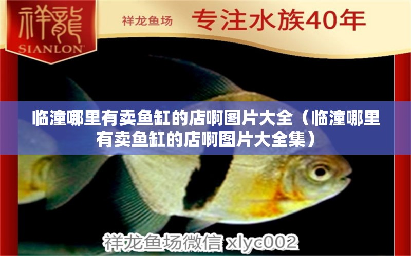 臨潼哪里有賣魚缸的店啊圖片大全（臨潼哪里有賣魚缸的店啊圖片大全集） 飛鳳魚