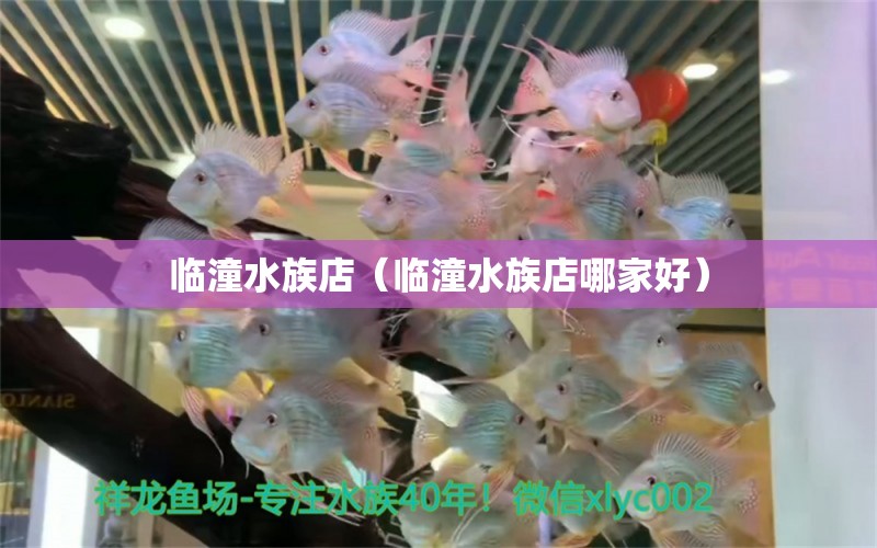 臨潼水族店（臨潼水族店哪家好） 觀賞魚市場