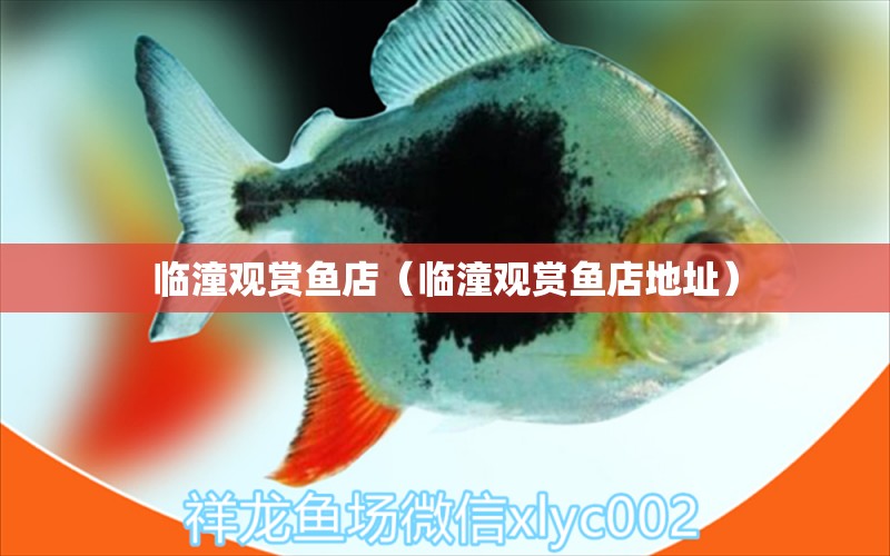 臨潼觀賞魚店（臨潼觀賞魚店地址） 觀賞魚市場