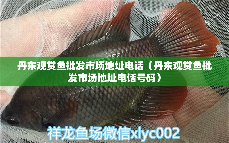 丹東觀賞魚批發(fā)市場地址電話（丹東觀賞魚批發(fā)市場地址電話號碼）