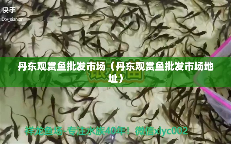 丹東觀賞魚批發(fā)市場(chǎng)（丹東觀賞魚批發(fā)市場(chǎng)地址）