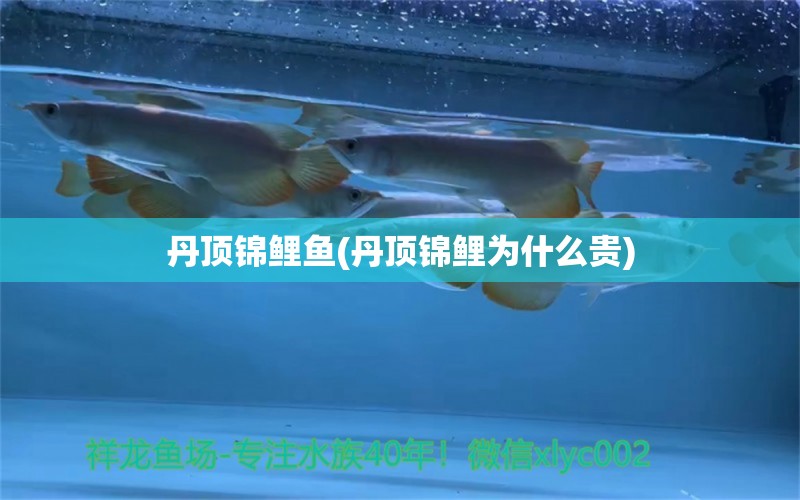 丹頂錦鯉魚(丹頂錦鯉為什么貴)