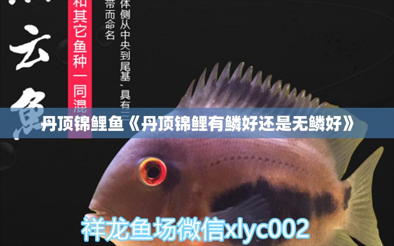 丹頂錦鯉魚《丹頂錦鯉有鱗好還是無鱗好》 丹頂錦鯉魚