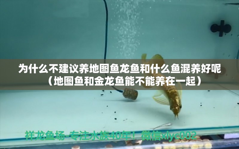 為什么不建議養(yǎng)地圖魚龍魚和什么魚混養(yǎng)好呢（地圖魚和金龍魚能不能養(yǎng)在一起） 黃金貓魚