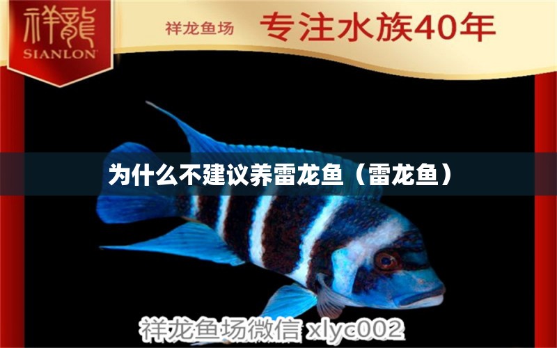 為什么不建議養(yǎng)雷龍魚（雷龍魚） 龍魚疾病與治療