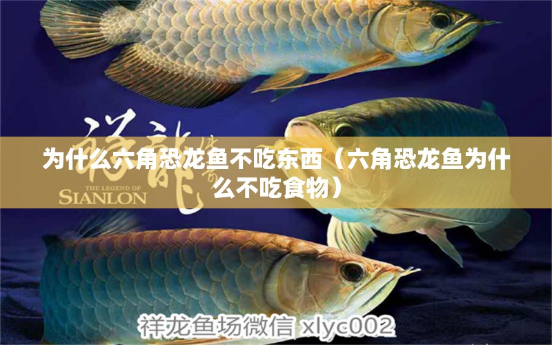 為什么六角恐龍魚不吃東西（六角恐龍魚為什么不吃食物）