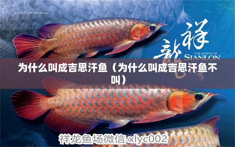 為什么叫成吉思汗魚（為什么叫成吉思汗魚不叫）