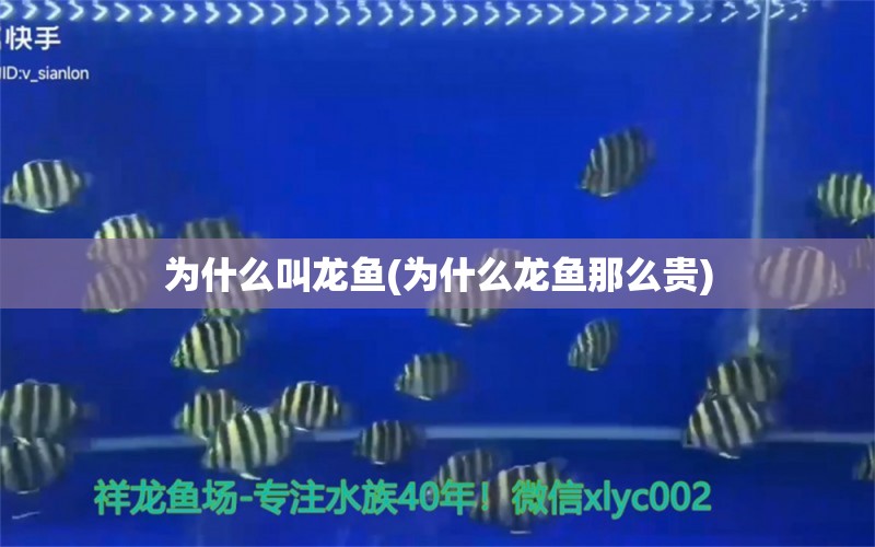 為什么叫龍魚(為什么龍魚那么貴) 白條過背金龍魚