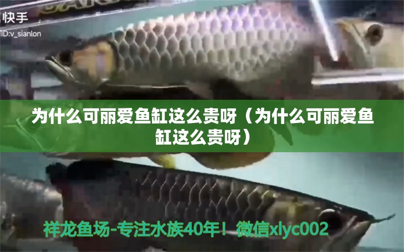 為什么可麗愛魚缸這么貴呀（為什么可麗愛魚缸這么貴呀）