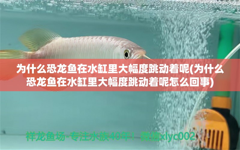 為什么恐龍魚在水缸里大幅度跳動著呢(為什么恐龍魚在水缸里大幅度跳動著呢怎么回事)