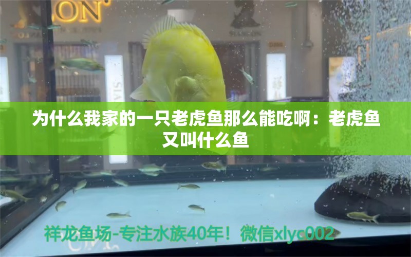 為什么我家的一只老虎魚那么能吃啊：老虎魚又叫什么魚 虎魚百科