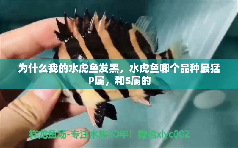 為什么我的水虎魚(yú)發(fā)黑，水虎魚(yú)哪個(gè)品種最猛P屬，和S屬的 食人魚(yú)（水虎）