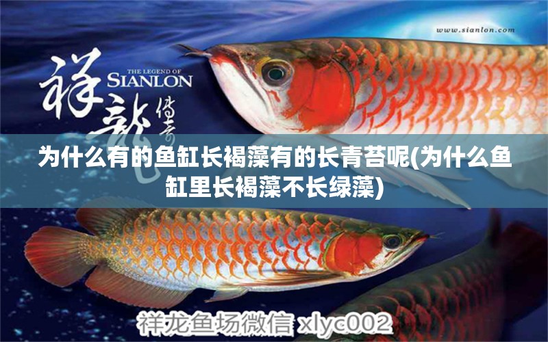 為什么有的魚缸長褐藻有的長青苔呢(為什么魚缸里長褐藻不長綠藻) 泰國斗魚