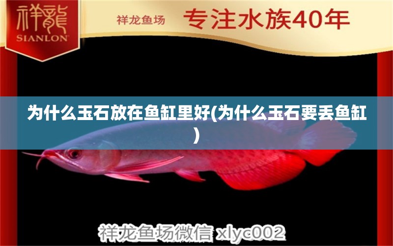 為什么玉石放在魚缸里好(為什么玉石要丟魚缸) 魟魚百科