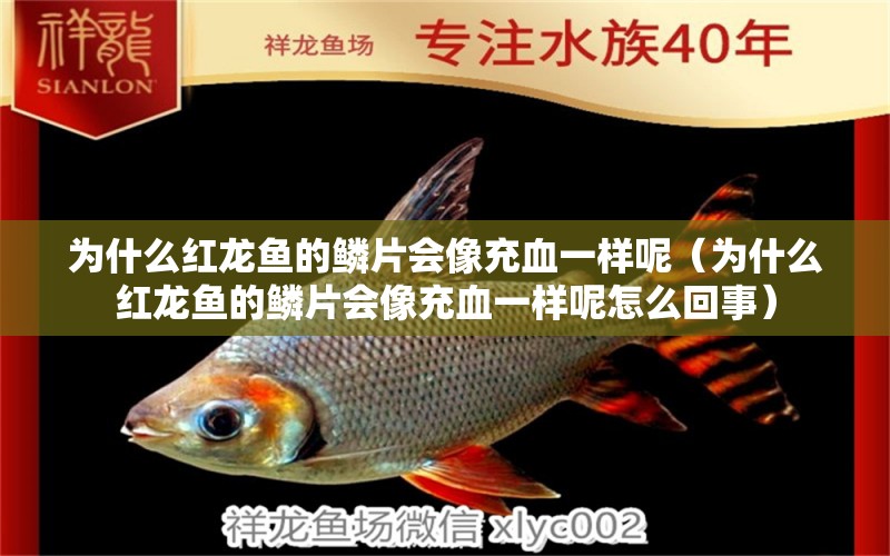 為什么紅龍魚的鱗片會像充血一樣呢（為什么紅龍魚的鱗片會像充血一樣呢怎么回事） 紅龍魚魚糧飼料