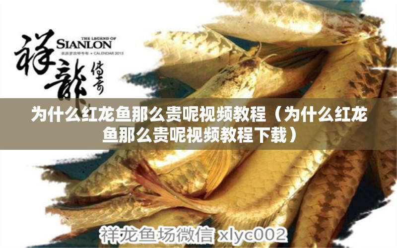 為什么紅龍魚那么貴呢視頻教程（為什么紅龍魚那么貴呢視頻教程下載） 祥龍水族醫(yī)院