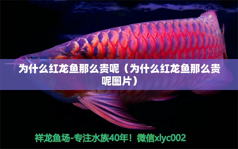 為什么紅龍魚(yú)那么貴呢（為什么紅龍魚(yú)那么貴呢圖片）