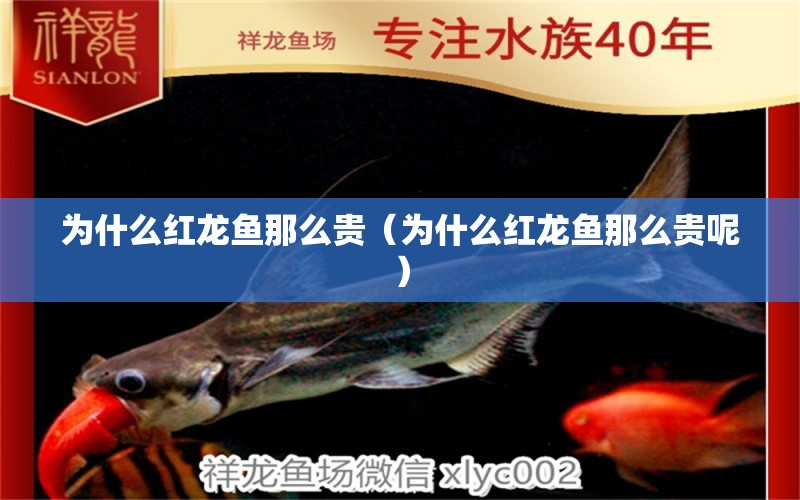 為什么紅龍魚(yú)那么貴（為什么紅龍魚(yú)那么貴呢）