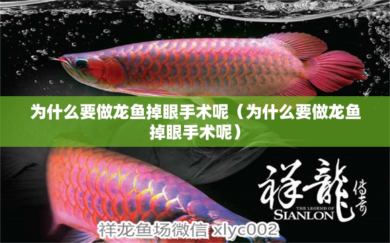 為什么要做龍魚掉眼手術(shù)呢（為什么要做龍魚掉眼手術(shù)呢） 和尚魚