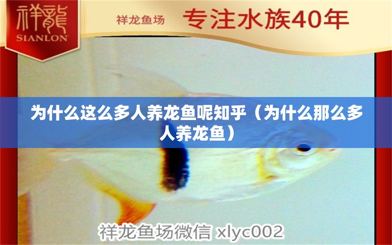 為什么這么多人養(yǎng)龍魚呢知乎（為什么那么多人養(yǎng)龍魚） 非洲象鼻魚 第1張