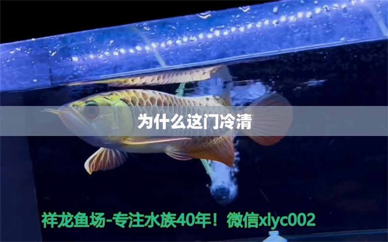 為什么這門冷清 夢幻雷龍魚