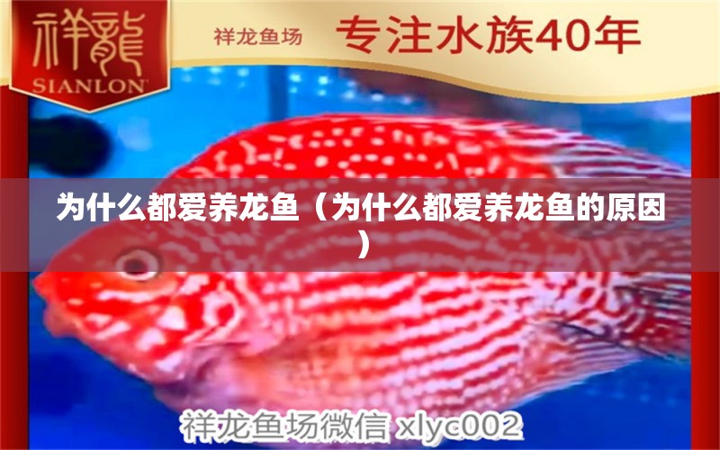 為什么都愛(ài)養(yǎng)龍魚(yú)（為什么都愛(ài)養(yǎng)龍魚(yú)的原因）