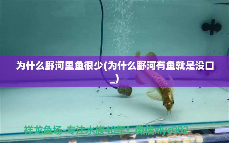 為什么野河里魚很少(為什么野河有魚就是沒口_) 銀龍魚苗