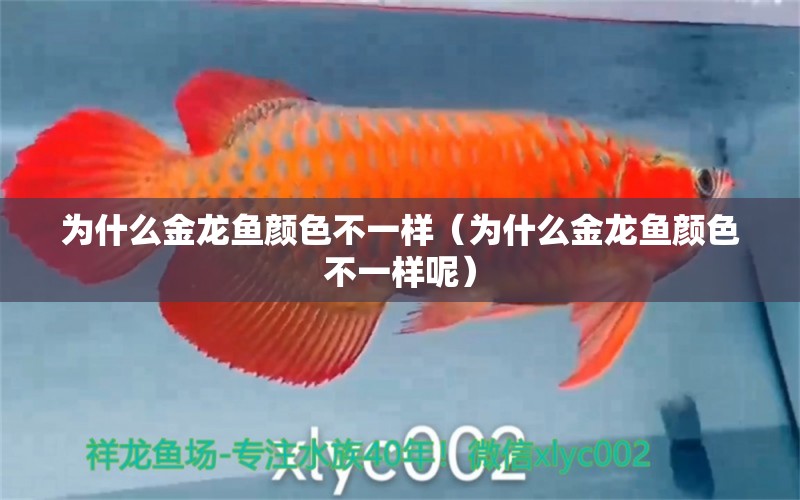 為什么金龍魚顏色不一樣（為什么金龍魚顏色不一樣呢）