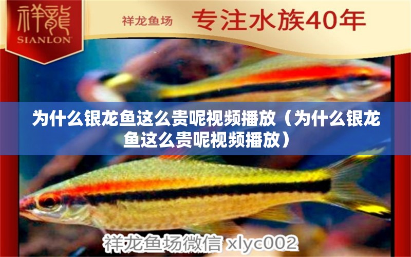 為什么銀龍魚這么貴呢視頻播放（為什么銀龍魚這么貴呢視頻播放） 銀龍魚