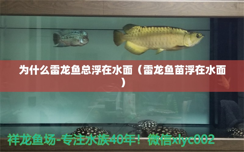 為什么雷龍魚總浮在水面（雷龍魚苗浮在水面） 金三間魚 第1張