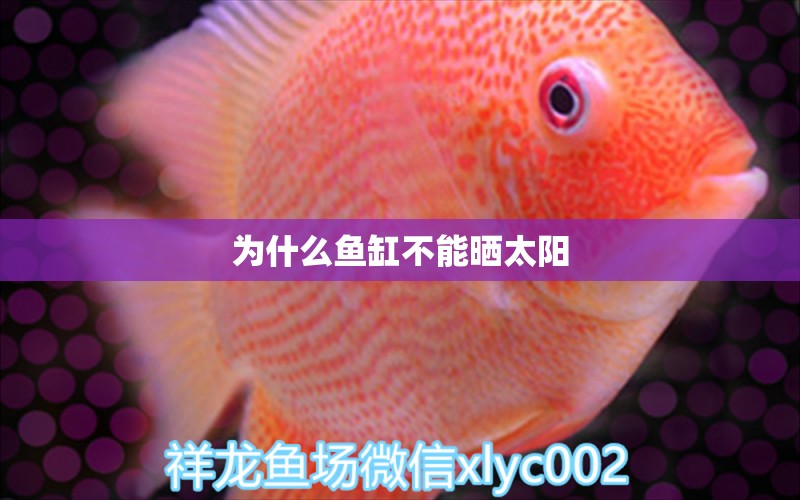 為什么魚缸不能曬太陽