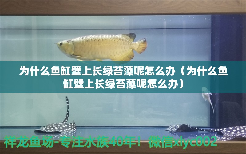 為什么魚缸壁上長(zhǎng)綠苔藻呢怎么辦（為什么魚缸壁上長(zhǎng)綠苔藻呢怎么辦）