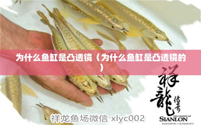 為什么魚缸是凸透鏡（為什么魚缸是凸透鏡的）