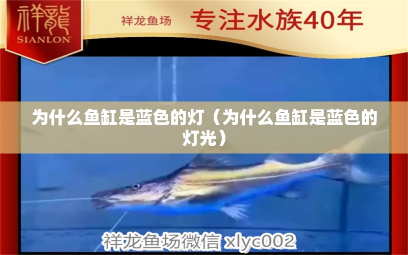 為什么魚(yú)缸是藍(lán)色的燈（為什么魚(yú)缸是藍(lán)色的燈光）