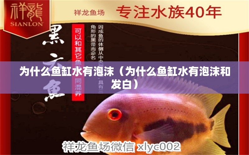 為什么魚缸水有泡沫（為什么魚缸水有泡沫和發(fā)白）