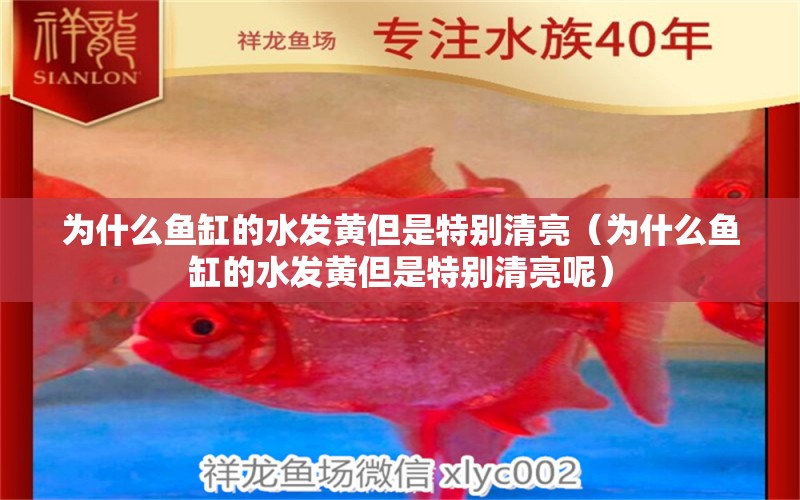 為什么魚缸的水發(fā)黃但是特別清亮（為什么魚缸的水發(fā)黃但是特別清亮呢）