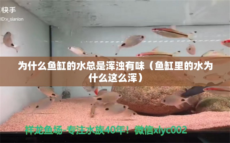 為什么魚缸的水總是渾濁有味（魚缸里的水為什么這么渾）