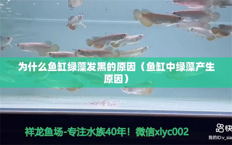 為什么魚缸綠藻發(fā)黑的原因（魚缸中綠藻產(chǎn)生原因）