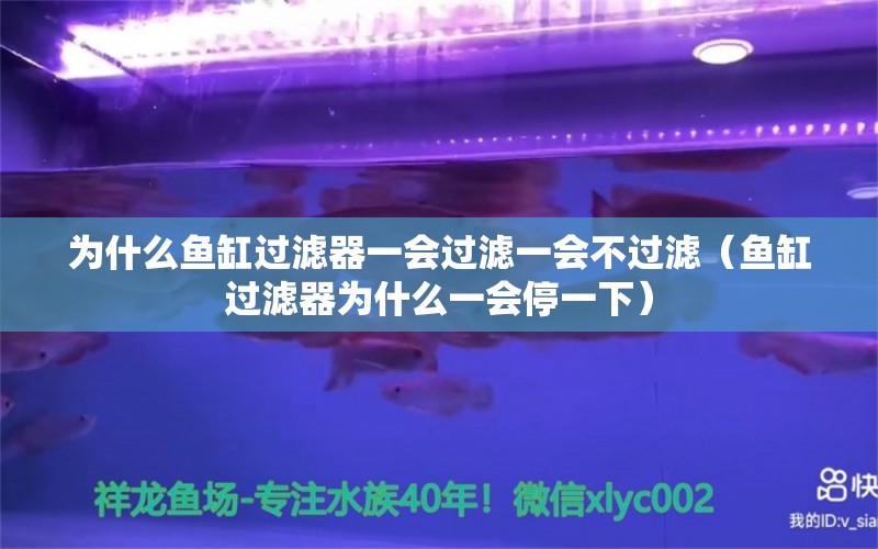 為什么魚缸過濾器一會過濾一會不過濾（魚缸過濾器為什么一會停一下）