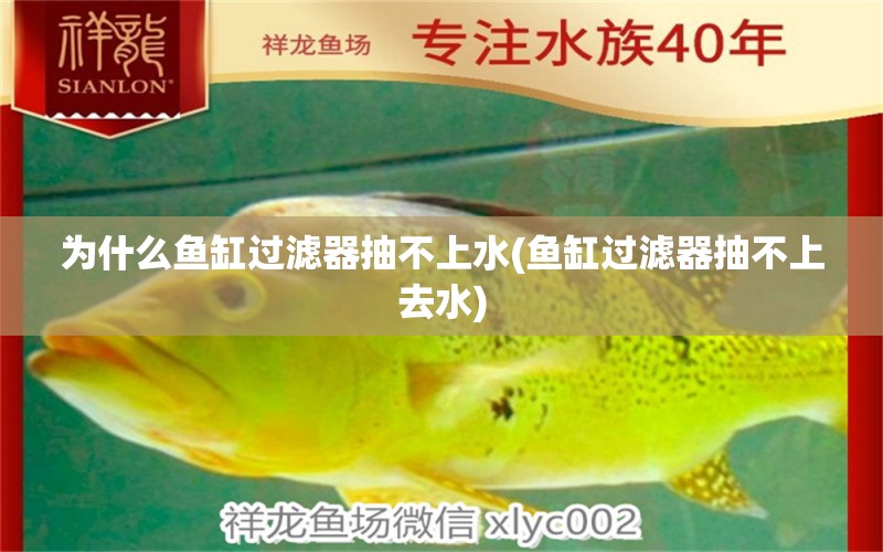 為什么魚(yú)缸過(guò)濾器抽不上水(魚(yú)缸過(guò)濾器抽不上去水) 魟魚(yú)百科