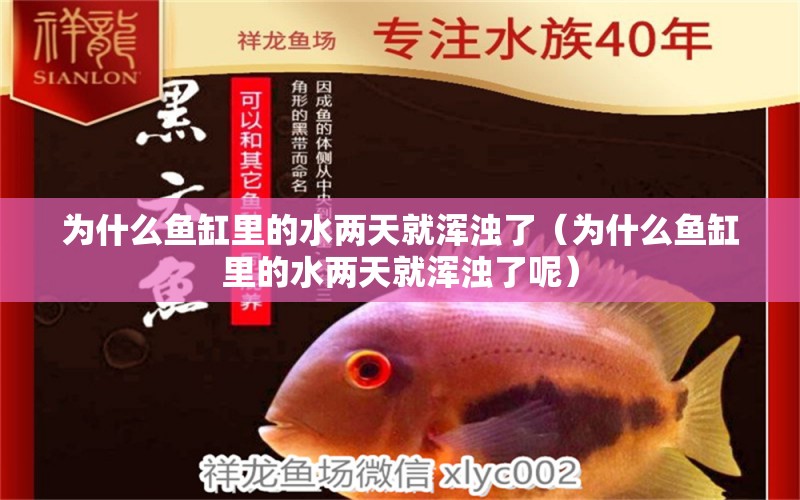 為什么魚缸里的水兩天就渾濁了（為什么魚缸里的水兩天就渾濁了呢）