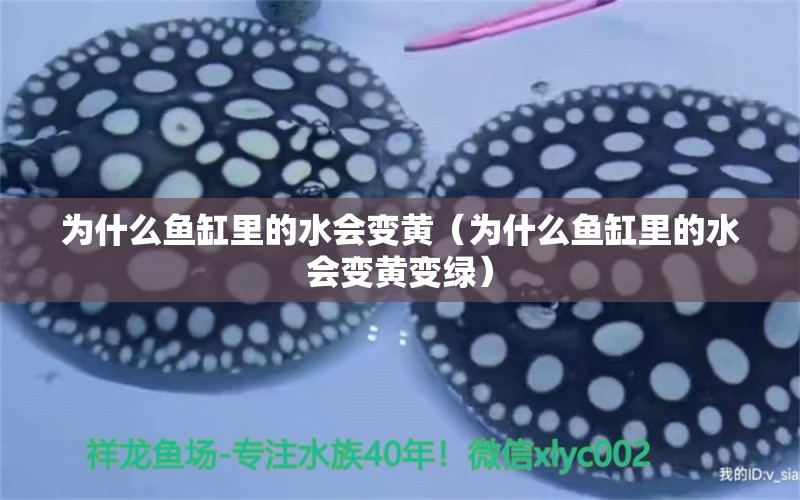 為什么魚缸里的水會變黃（為什么魚缸里的水會變黃變綠） 祥龍水族醫(yī)院