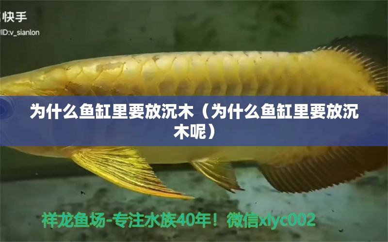 為什么魚缸里要放沉木（為什么魚缸里要放沉木呢）