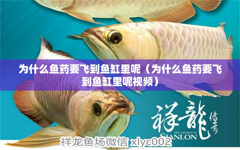 為什么魚藥要飛到魚缸里呢（為什么魚藥要飛到魚缸里呢視頻）