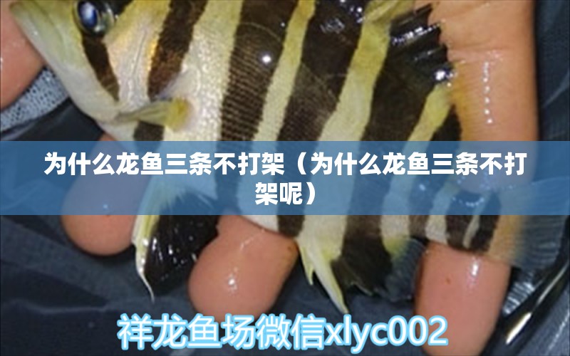 為什么龍魚三條不打架（為什么龍魚三條不打架呢）