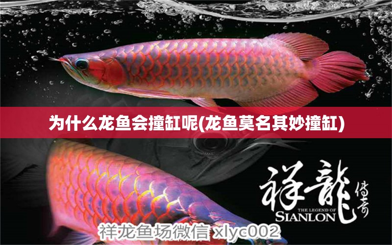 為什么龍魚會撞缸呢(龍魚莫名其妙撞缸) 觀賞魚市場