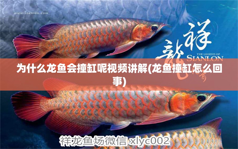 為什么龍魚會撞缸呢視頻講解(龍魚撞缸怎么回事) 翡翠鳳凰魚 第1張