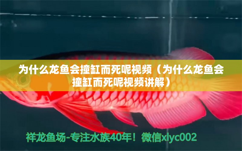 為什么龍魚會(huì)撞缸而死呢視頻（為什么龍魚會(huì)撞缸而死呢視頻講解） 可麗愛魚缸